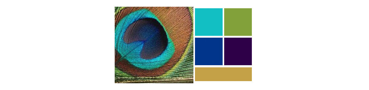 We sampled a few different color pallets, but found a beautiful photo of a Peacock feather. This would make the perfect pallet.